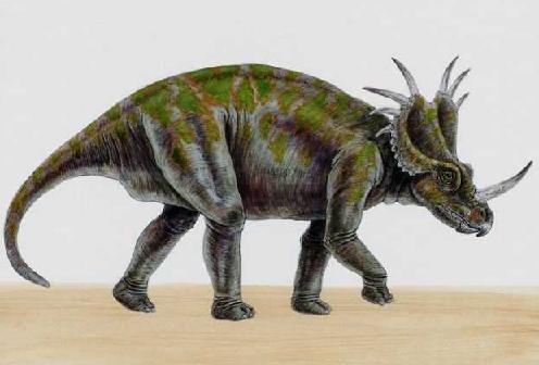 Styracosaurus 1
