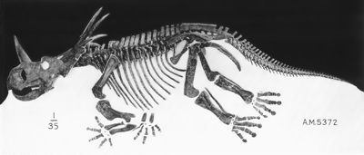 Styracosaurus skeleton